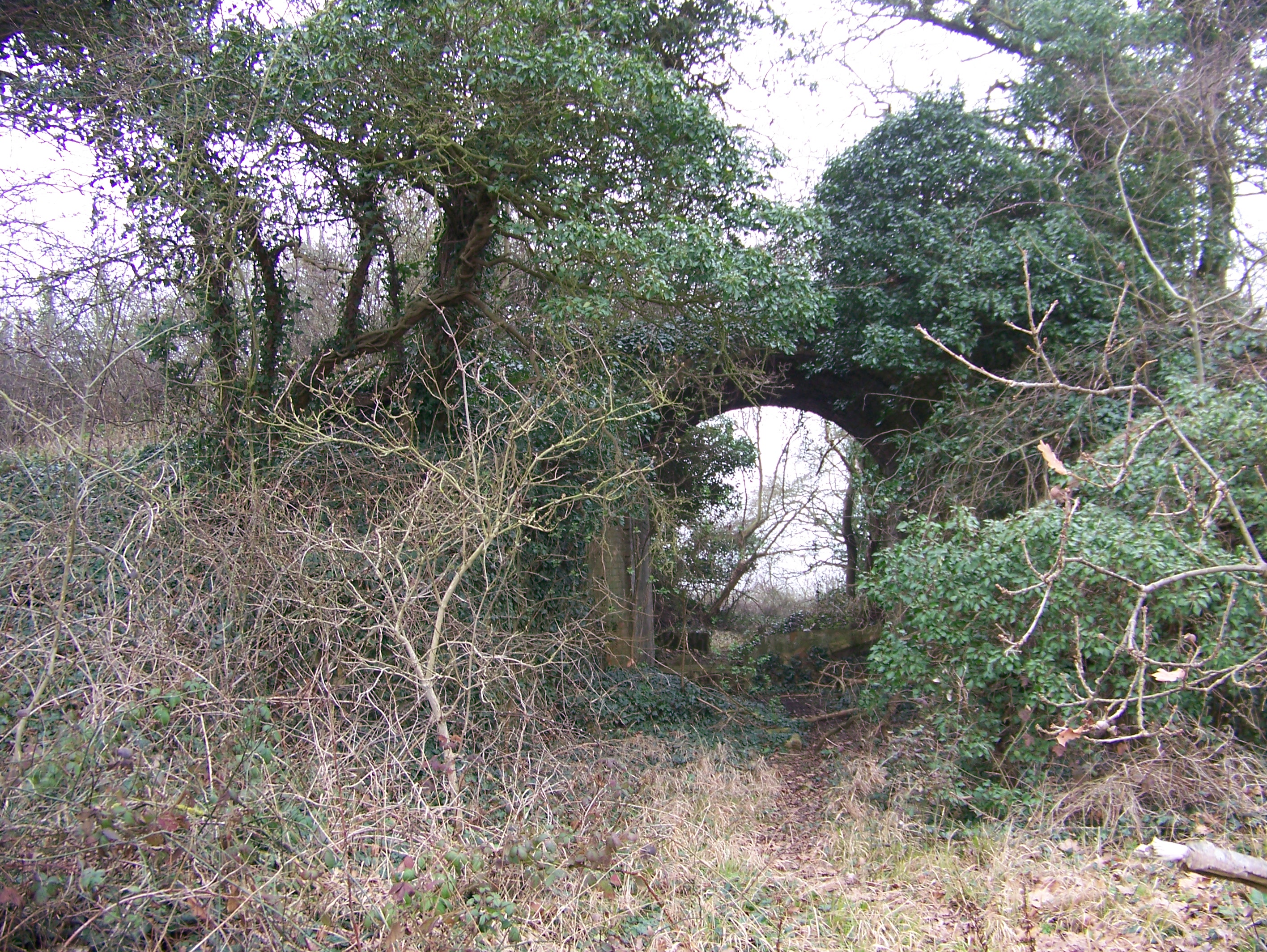 overgrown track