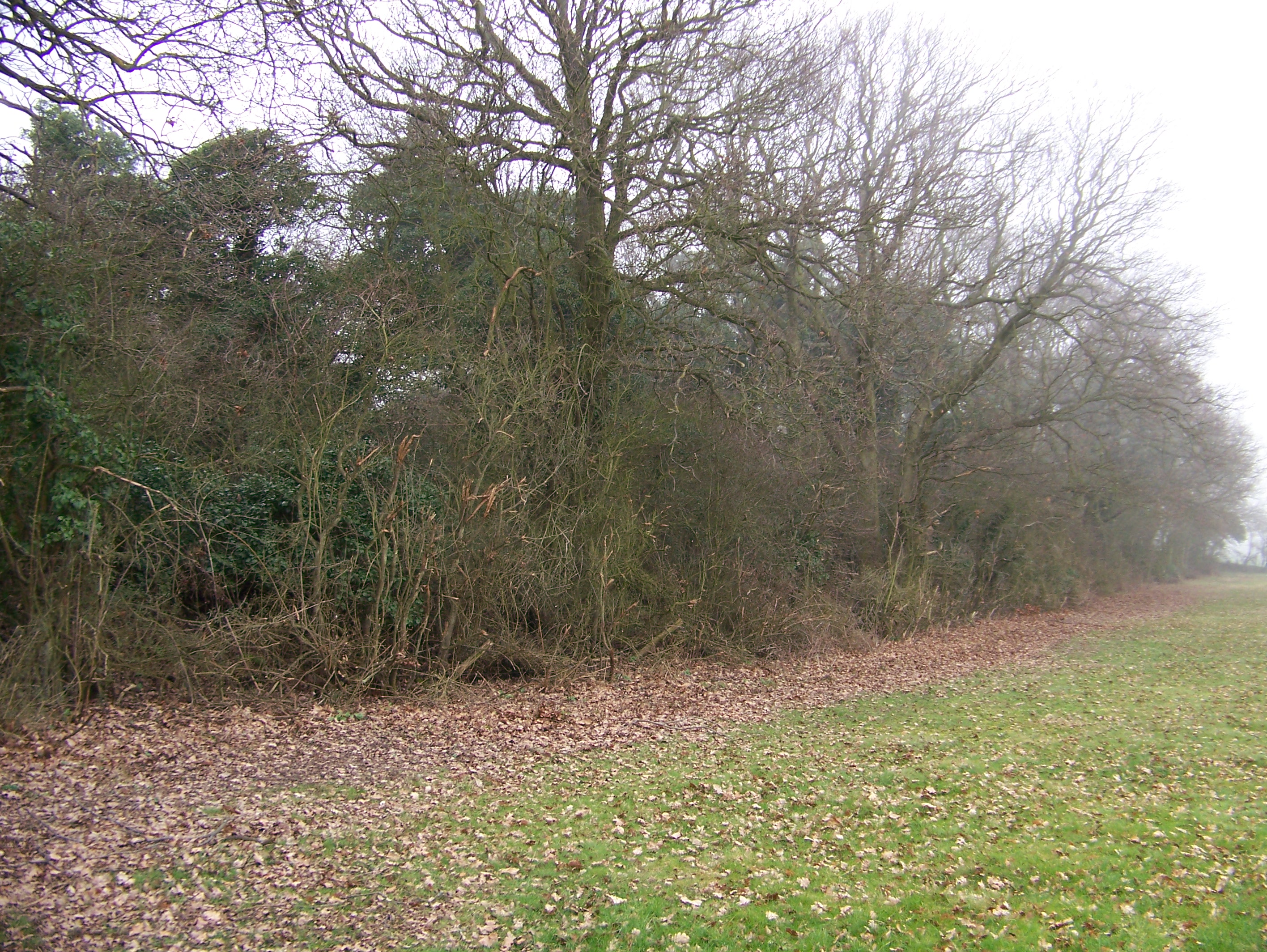overgrown track