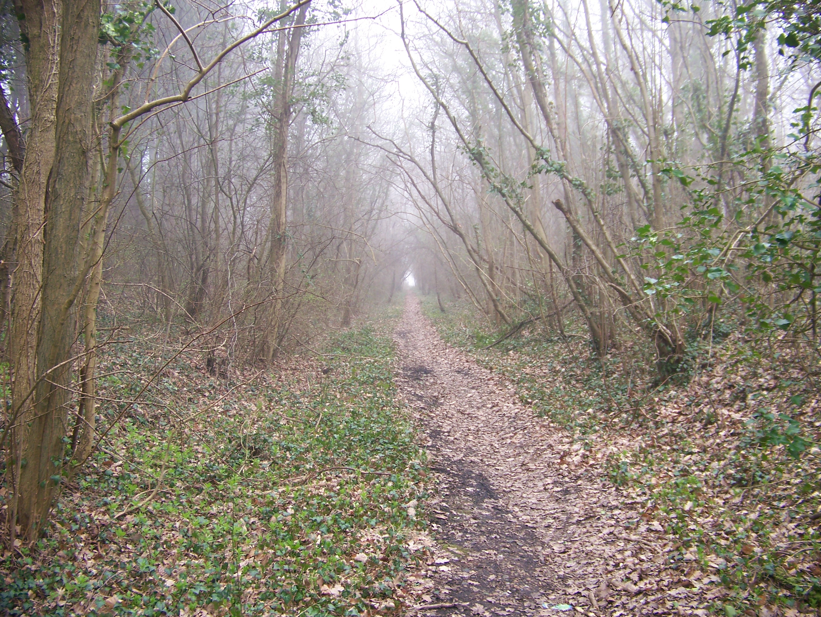 overgrown track